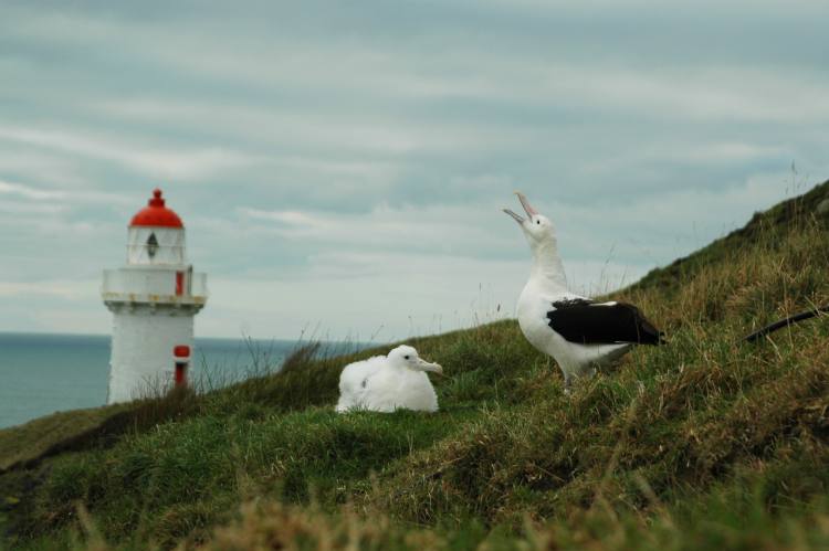 Wildlife Royal Albatross